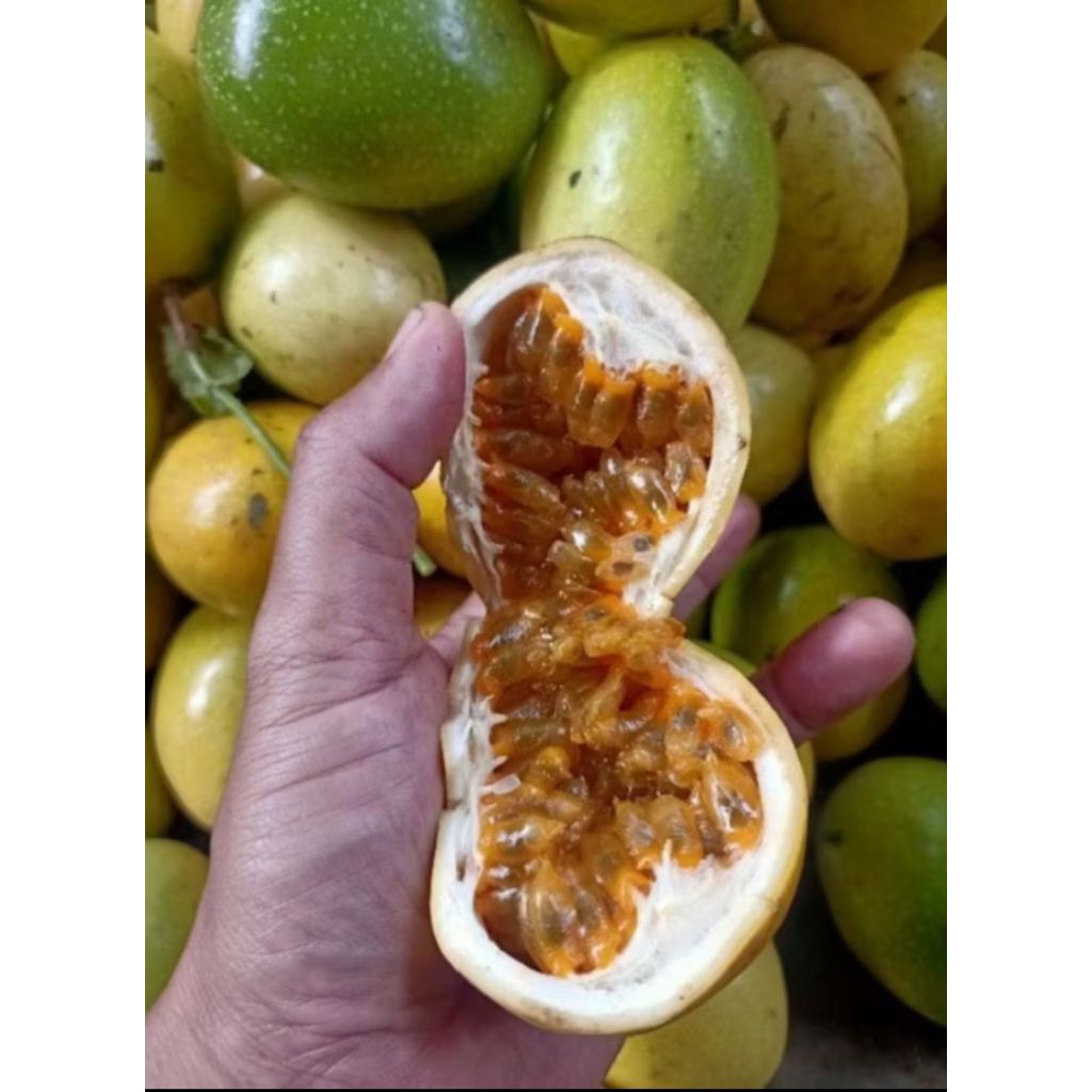 

buah markisa segar fresh 1kg harga promo