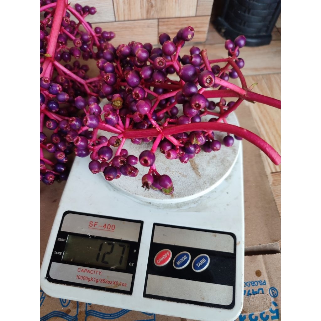 

Buah Tradisional Parijotho Asli Muria berat 100 gr - 500 gr Buah Parijotho Penyubur kandungan dan Memperbaiki keturunan.