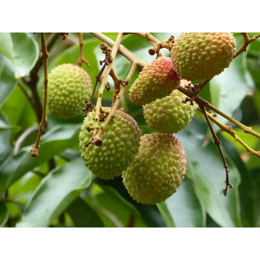 Bibit Leci Hijau Madu Kondisi Rimbun Siap Berbuah