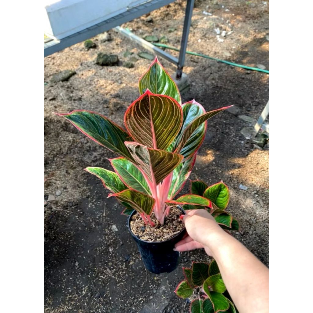 Aglonema lipstik Peterpan jumbo