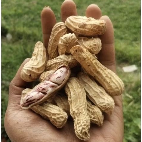 

KACANG MADU LURIK/BATIK SUPER FULL SORTIR TUA BERSIH FRESH 1KG