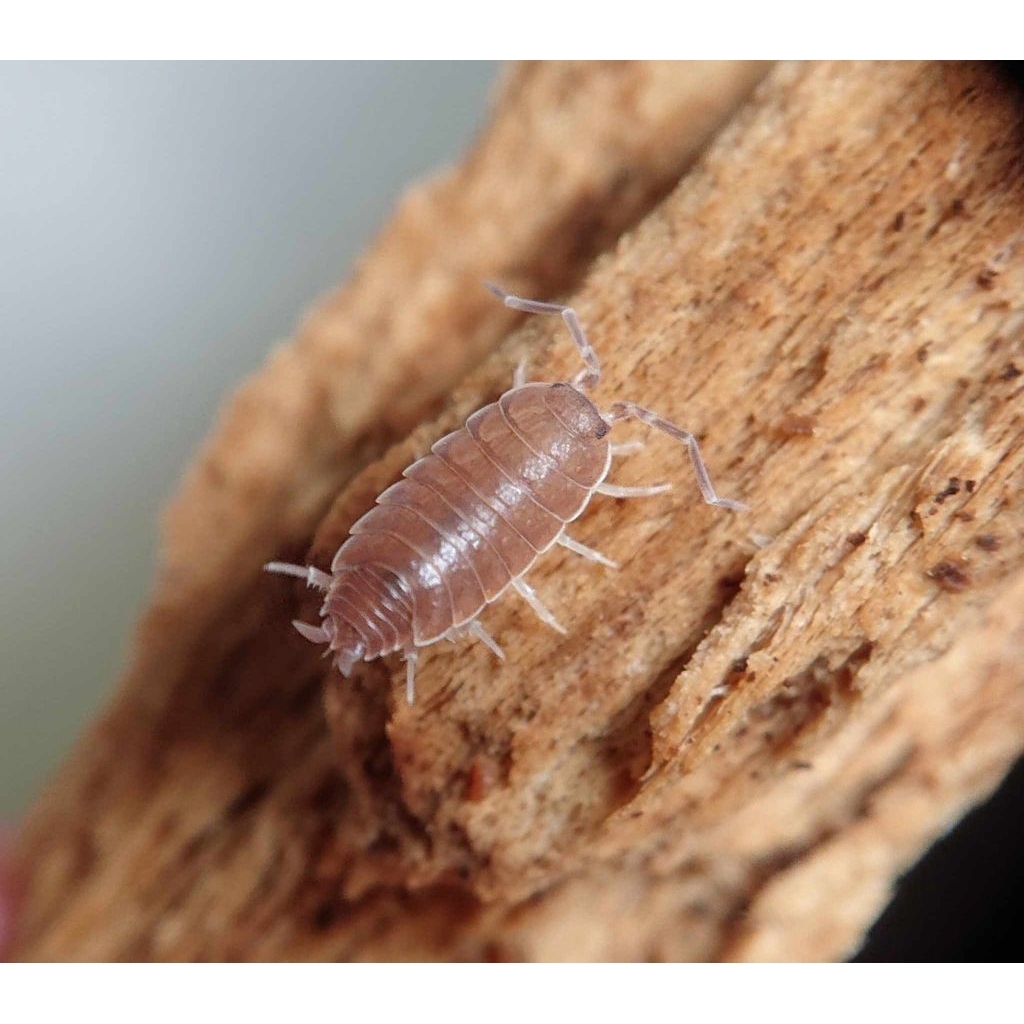 mainan Isopoda Porcellionides pruinosus "brown"