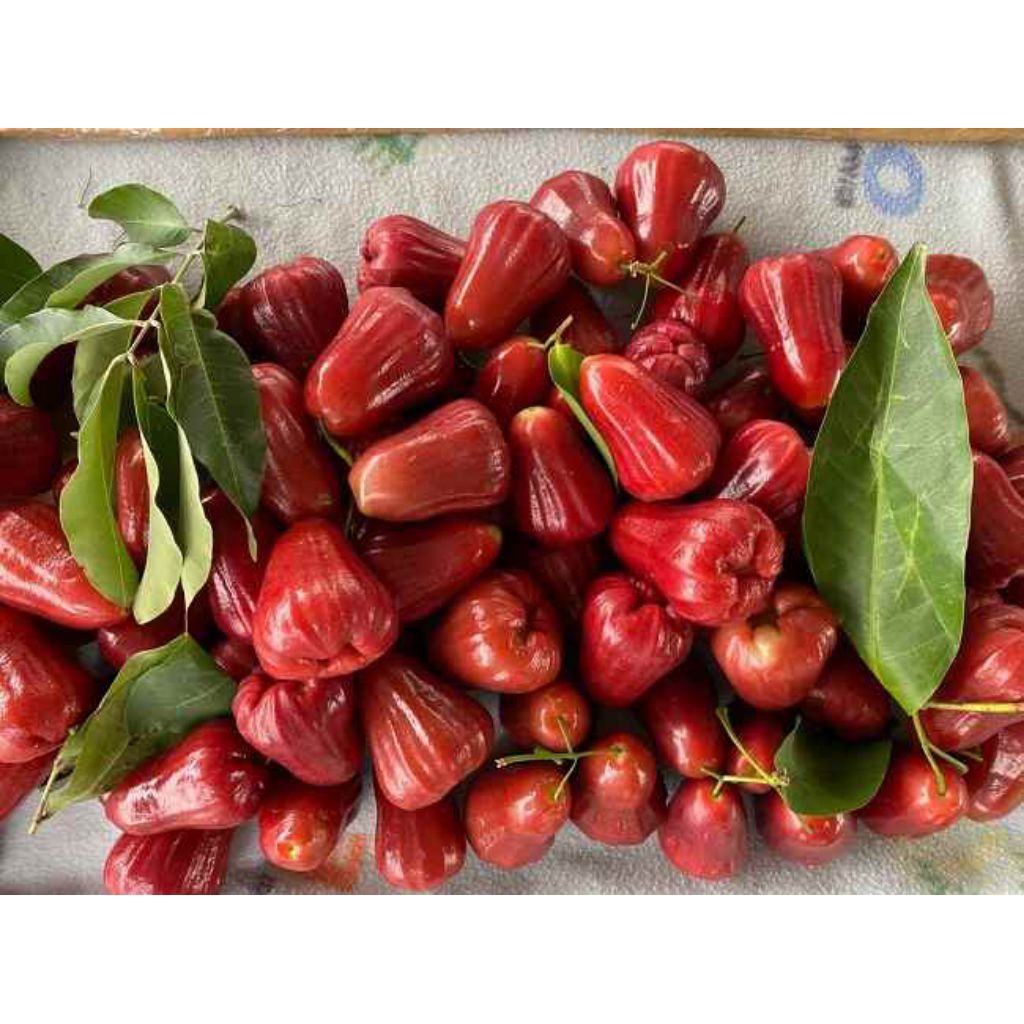 

jambu air madu merah