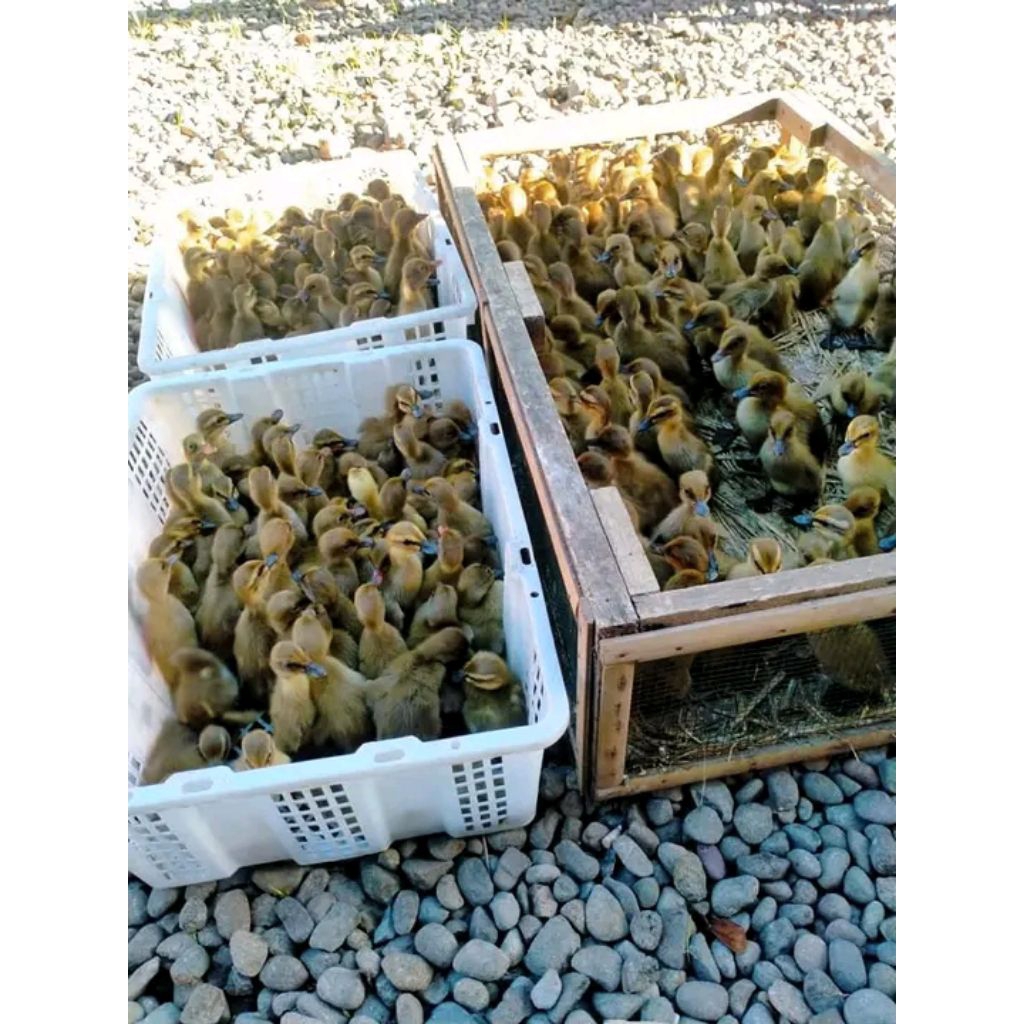 DOD PETELUR Mojosari