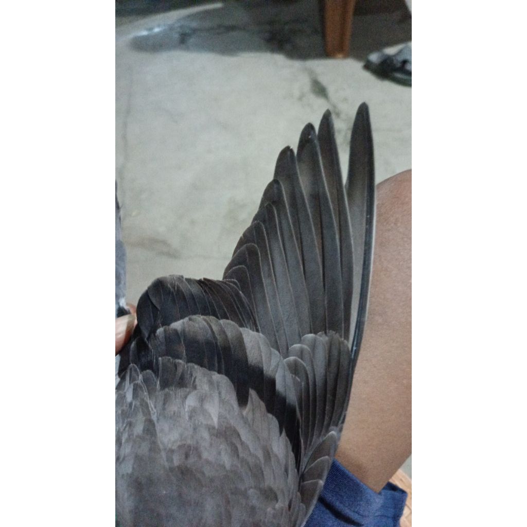 Merpati kolong bujangan Josss