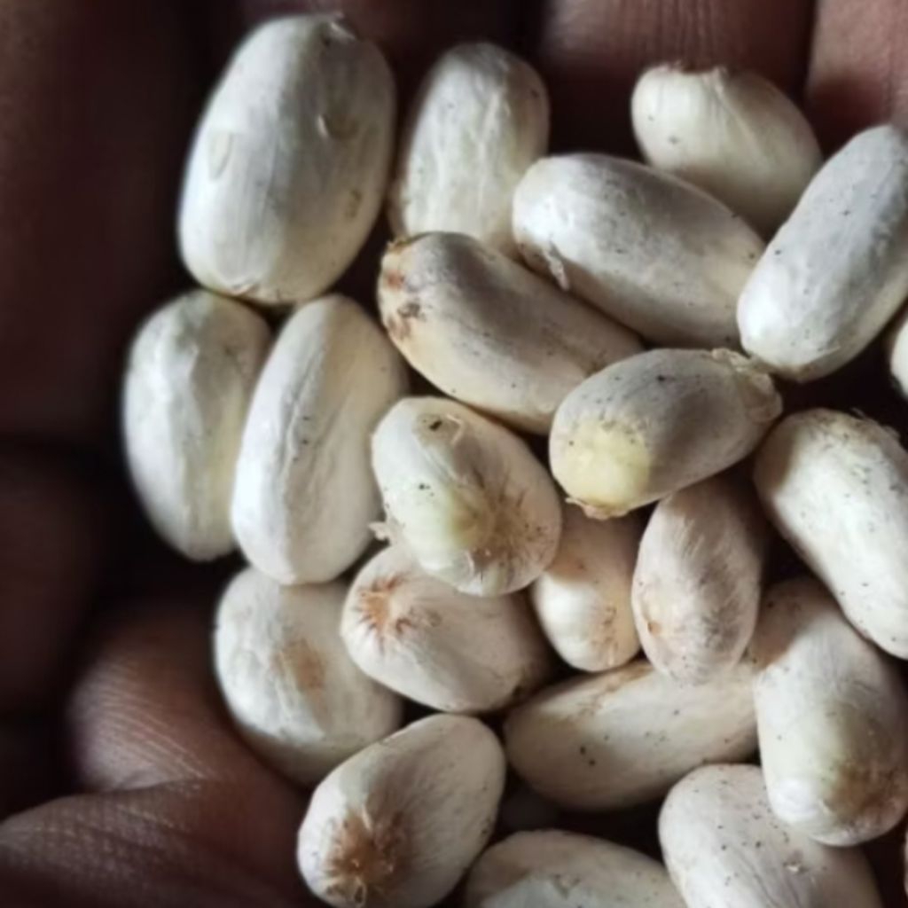 biji jarak kupas umpan bawal 100 biji