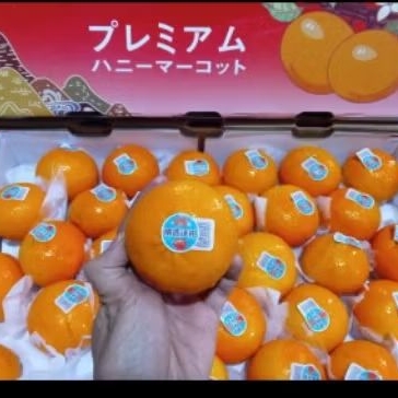 

Buah Jeruk Wokam mutu terbaik Jual Per 1 dus karton