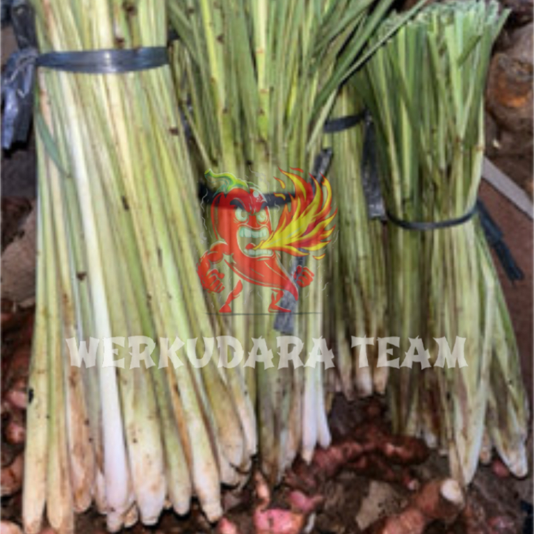 

Sere / serai / sere murah 1kg