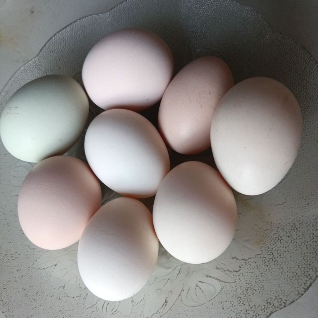 

Telur 88 Ayam Kampung Organik Bebas pakan pabrik