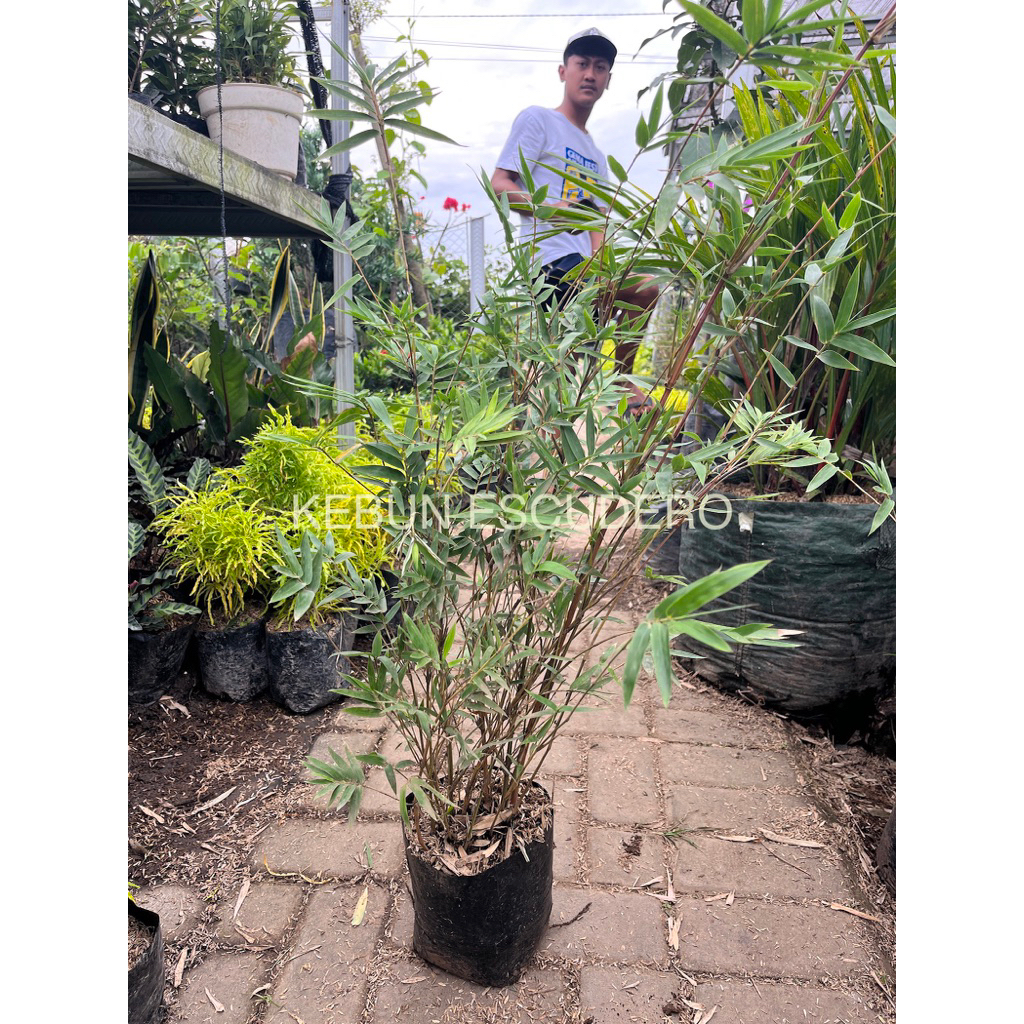 Tanaman Hias Bambu Kuning Mini Rimbun - Tanaman Hias Bambu Kuning Berkualitas