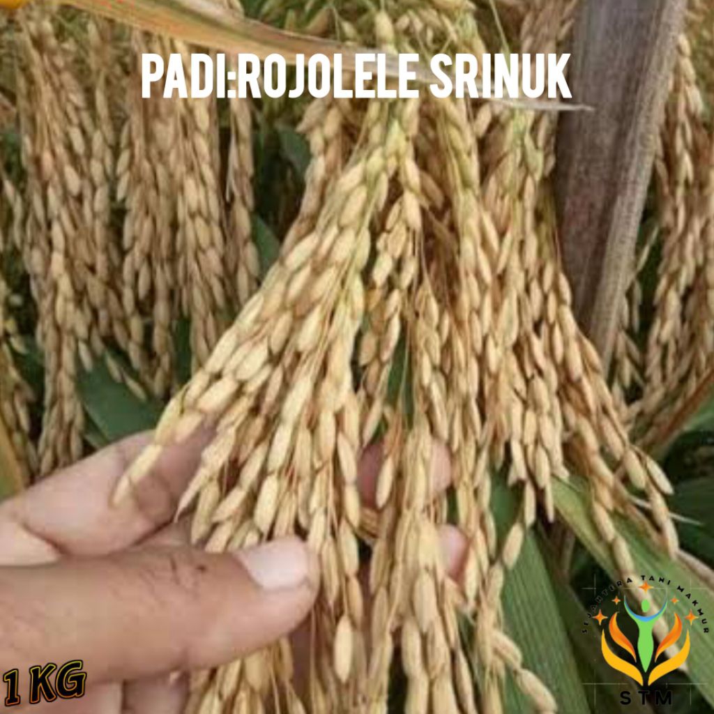 Bibit Padi Rojolele Srinuk Super Unggul 1Kg
