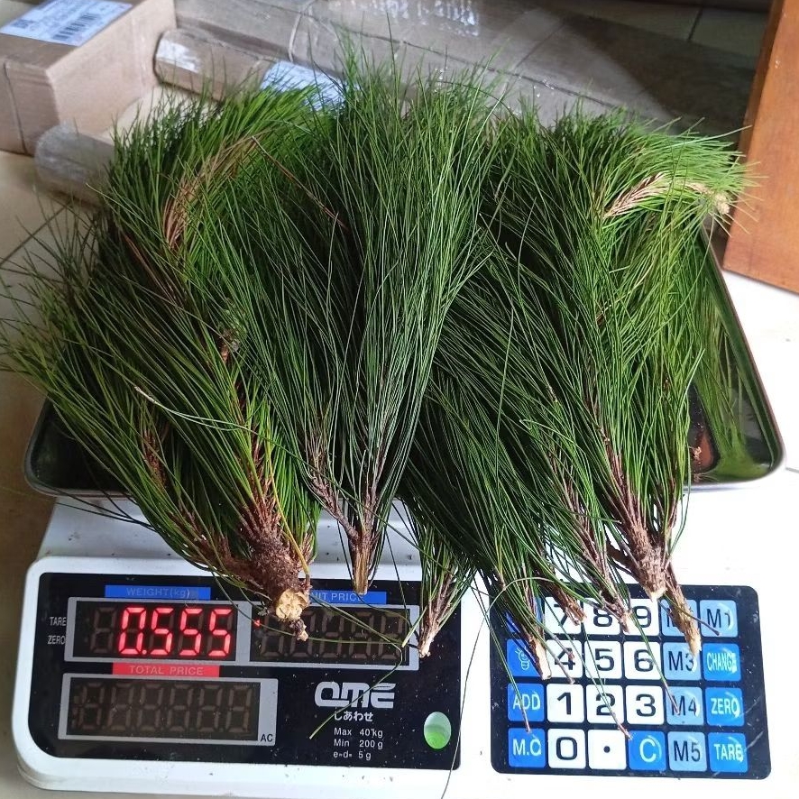 

Daun Pinus segar 500 gram | Tanpa lepas dari batangnya