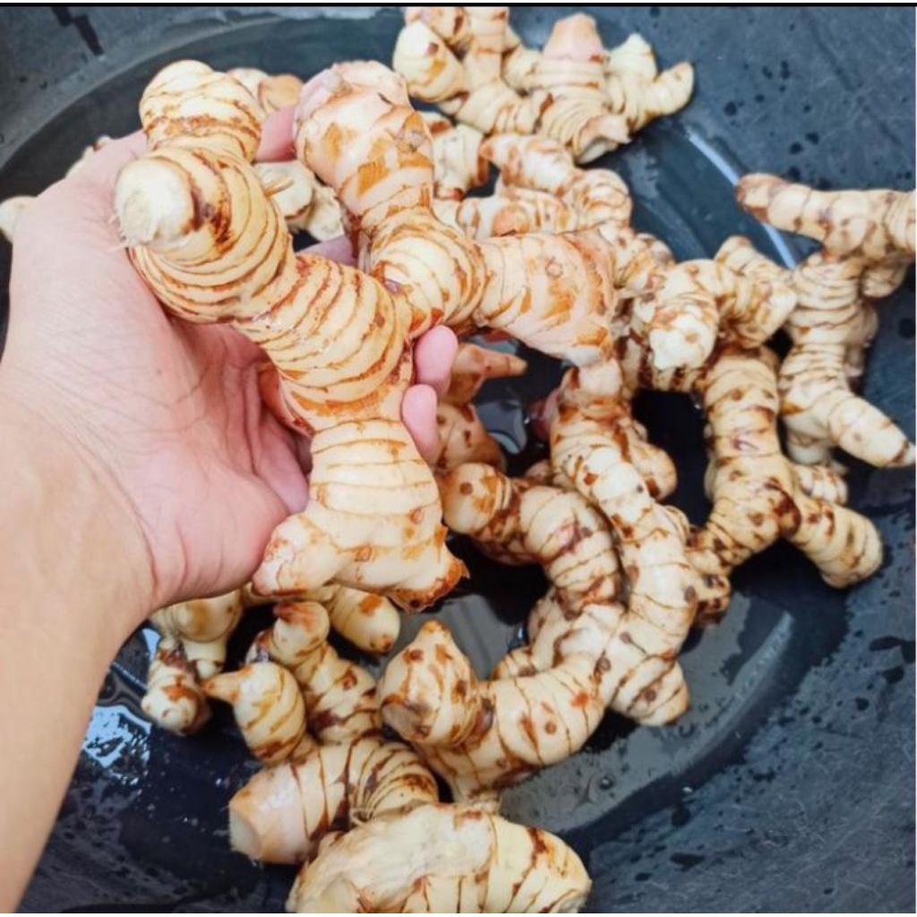 

UMBI LAJA LENGKUAS 1KG SUDAH DI CUCI SIAP MASAK