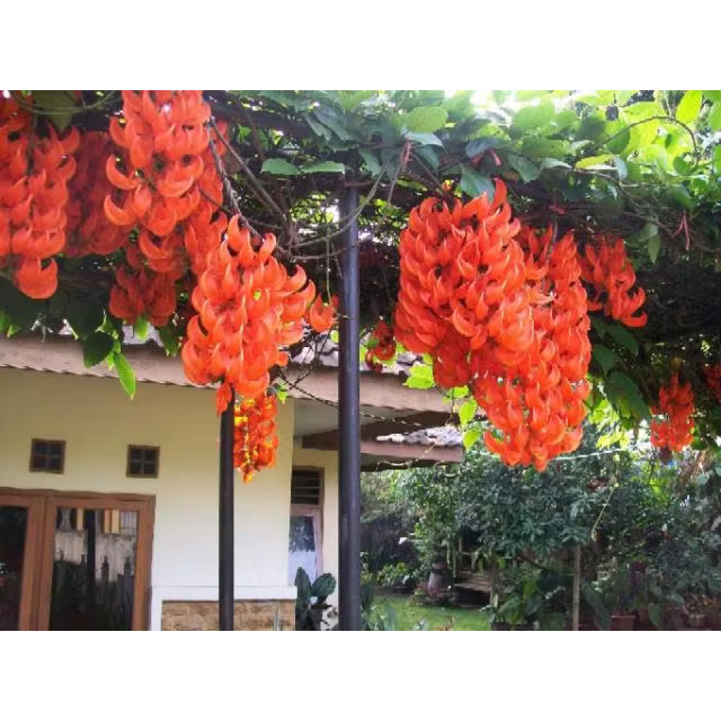 Tanaman Rambat Flame Of Irian Orange - Tanaman Hias Flame Of Irian Siap Berbunga