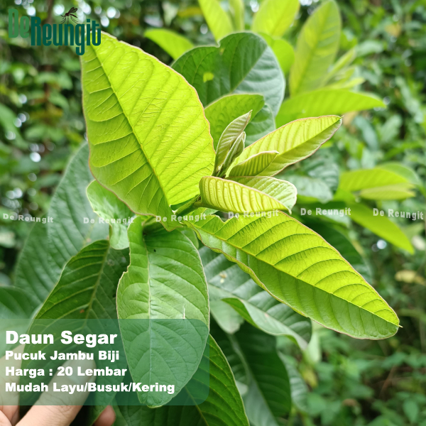 

Pucuk Muda Daun Jambu Biji 20 Lembar