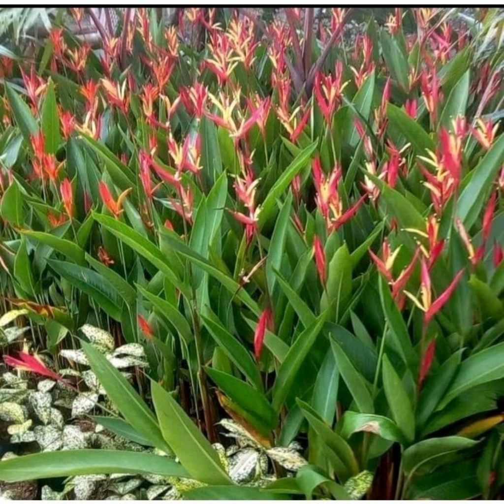 

paket 10 puhun pisang Helicornia tinggal 70-100