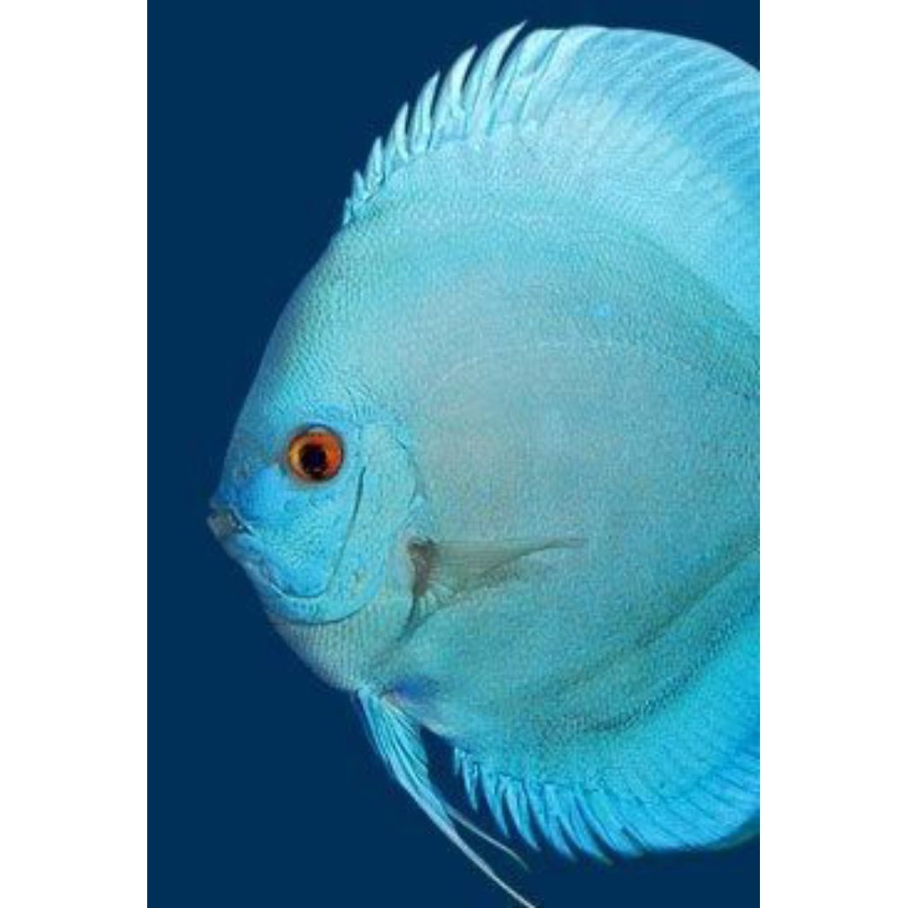 DISCUS BLUE DIAMOND HIASAN AQUARIUM AQUASCAPE