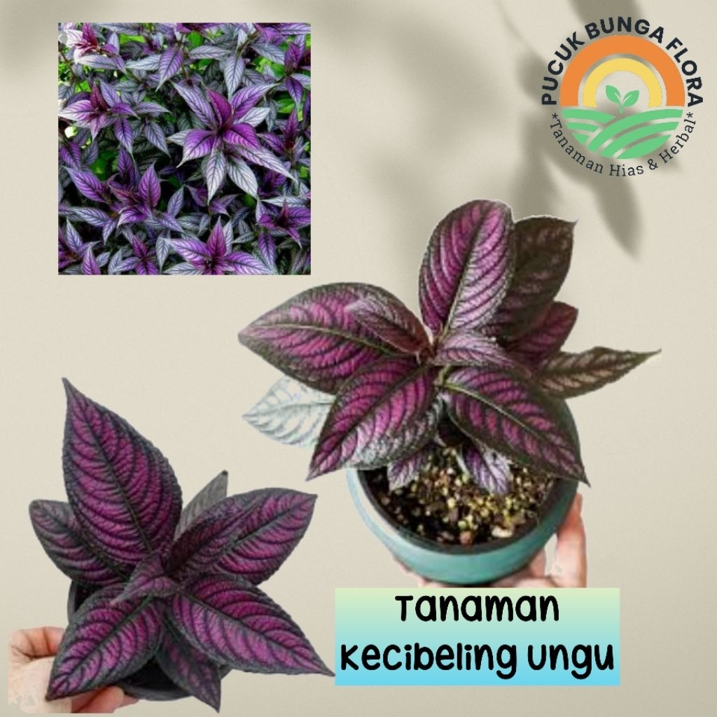 Tanaman keji beling ungu bibit kecibeling Ungu tanaman herbal keji beling ungu