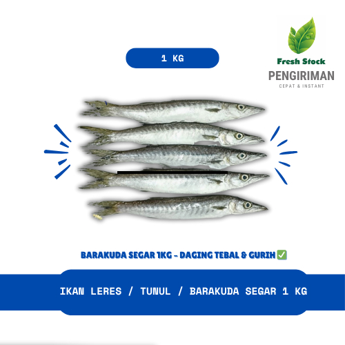 

IKAN LERES / TUNUL / BRAKUDA / BARRACUDA