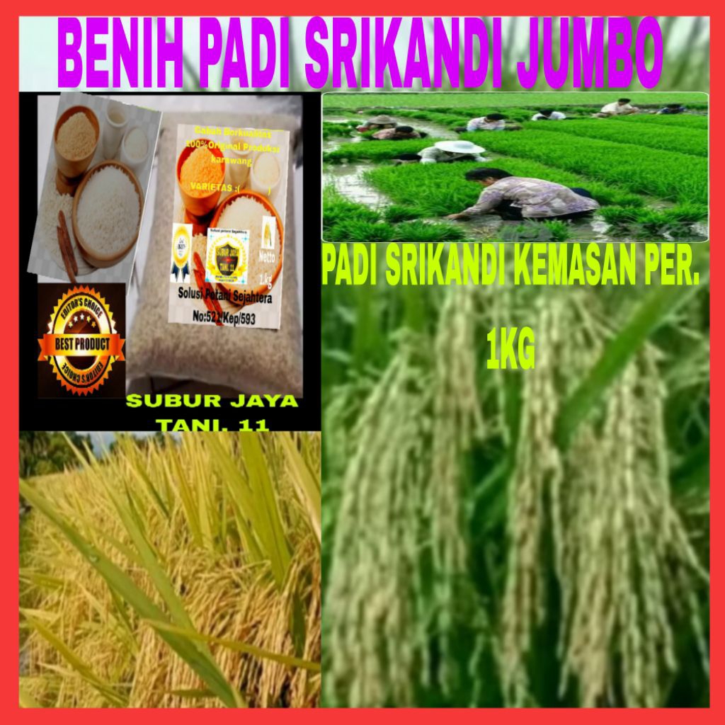 Benih bibit padi SRIKANDI JUMBO UNGGUL kemasan per 1kg
