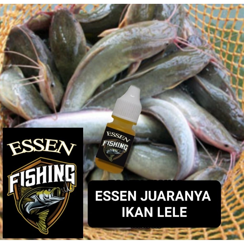ESSEN JUARANYA IKAN LELE
