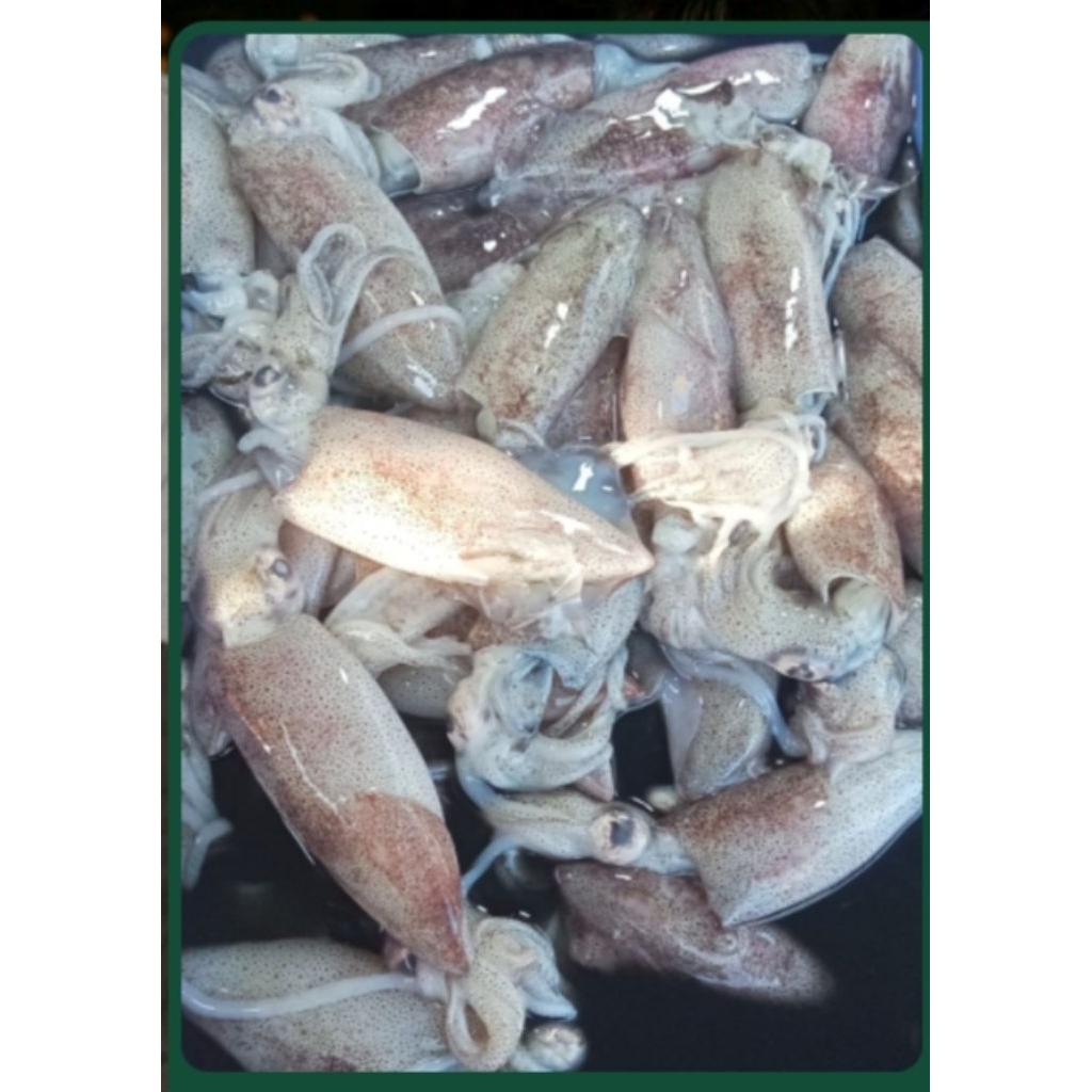 

UDANG VANNAMEI BESAR PERKILO