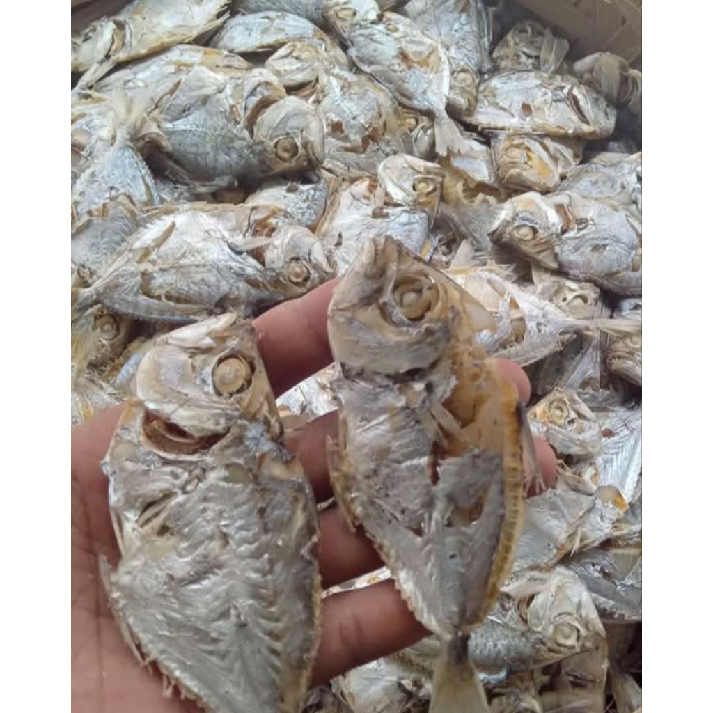 

Ikan Asin Rebus Bondolan 500 Gram ( 1/2 Kilogram )