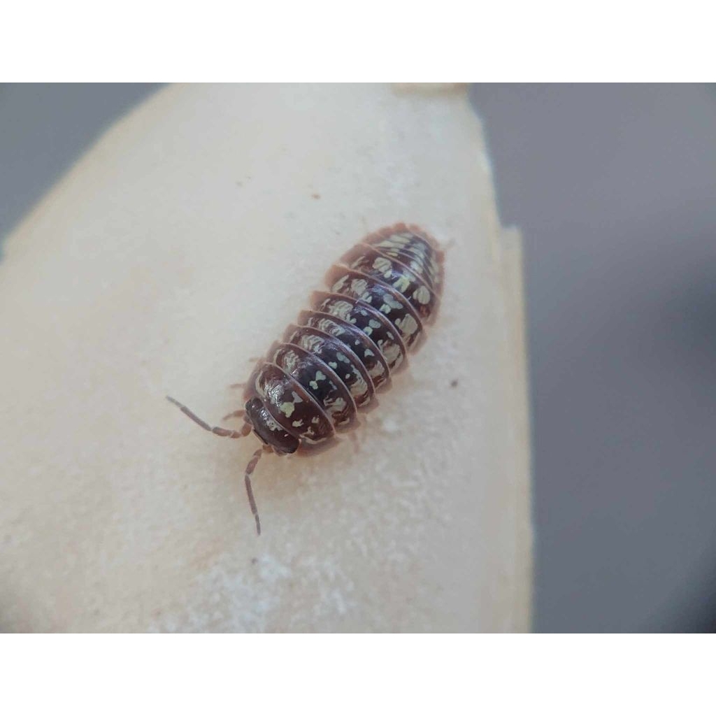 mainan Isopoda Armadillidium versicolor