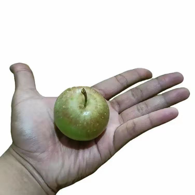 

Apel Rome Beauty Lokal Kota Batu C (Medium/Tanggung) 1 Kg Berisi 17-22 Biji