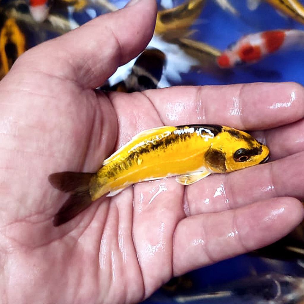 ikan koi banana/kabuto hiasan kolam koi