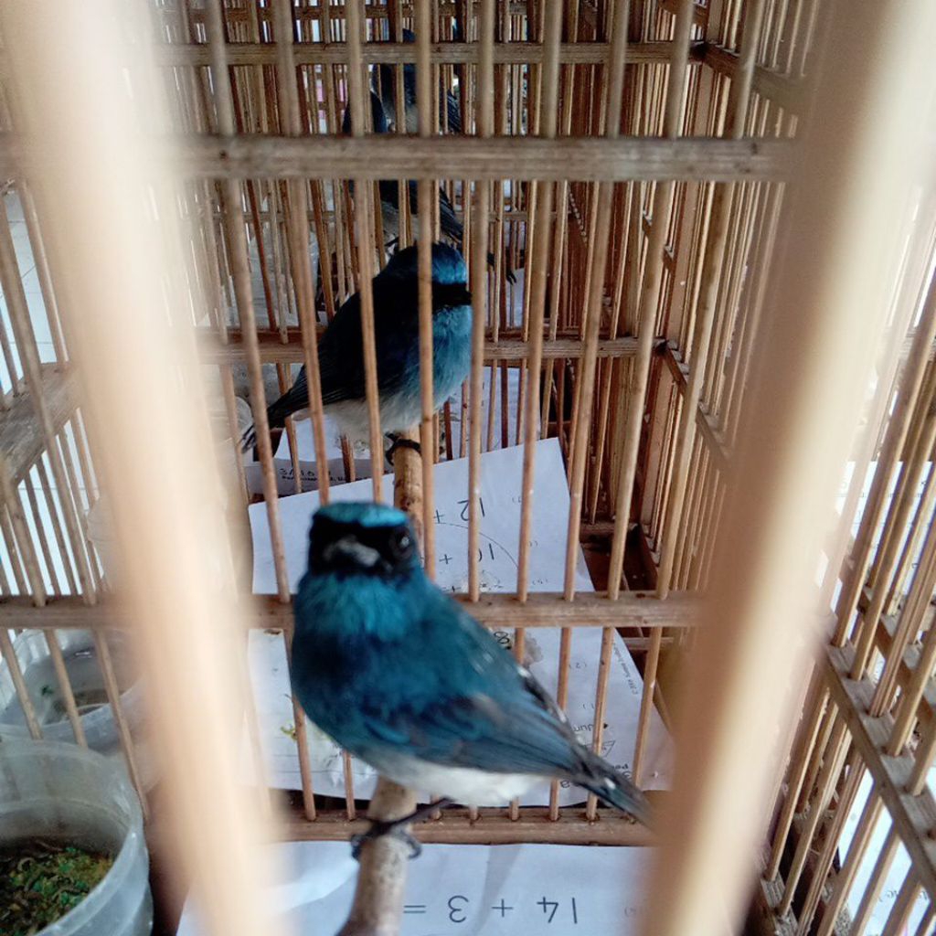 Burung Selendang Biru