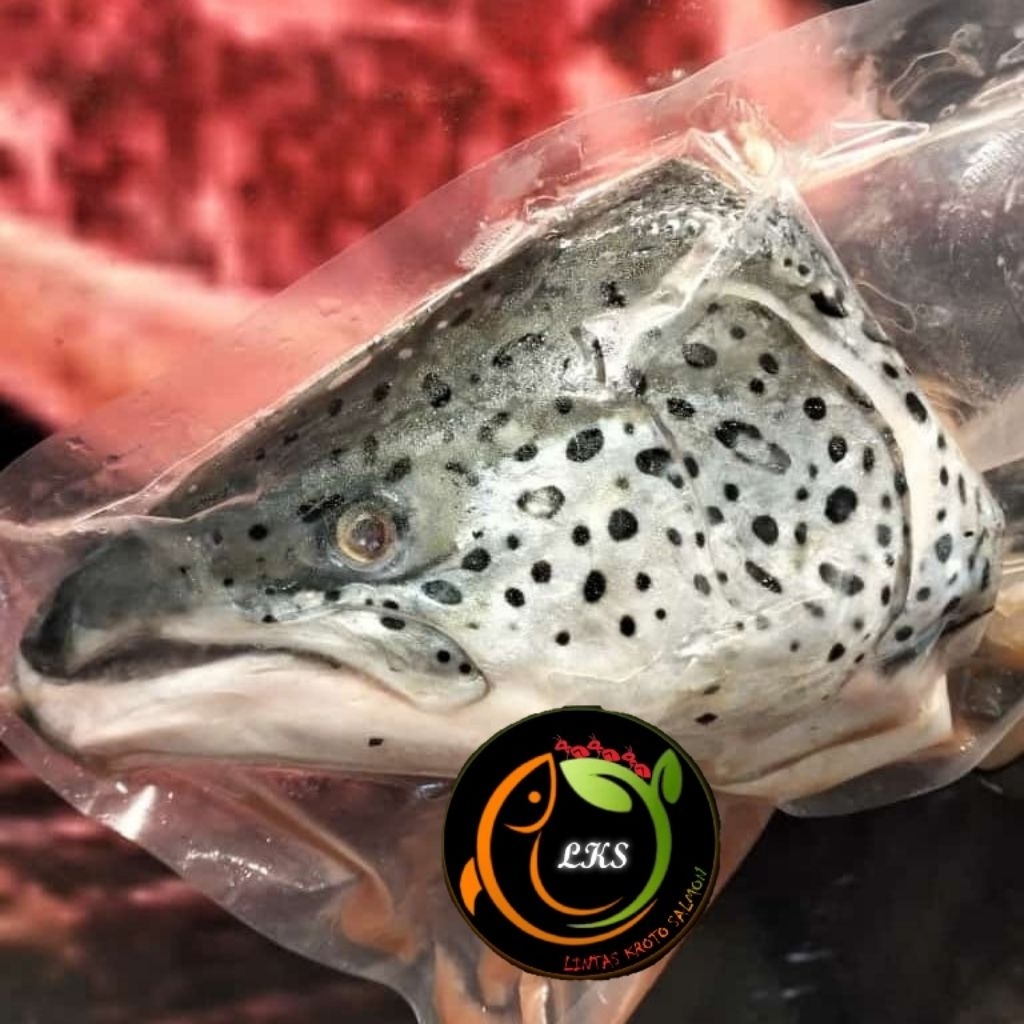 

[ KEPALA IKAN SALMON ] TERJANGKAU UKURAN 1 kg