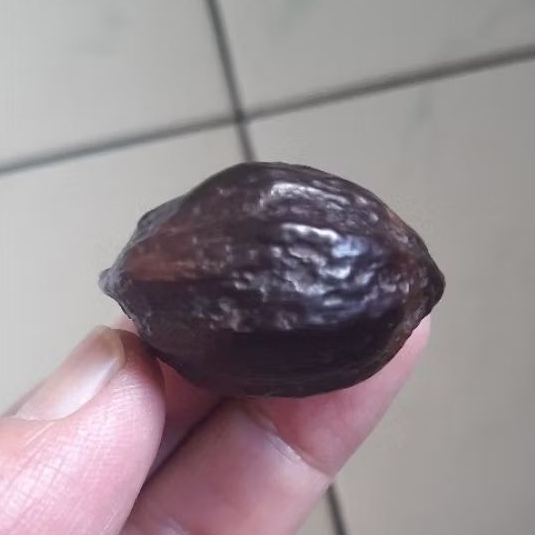 Kemiri Adu Muncang Adu Jabra Gotik Junior Matang