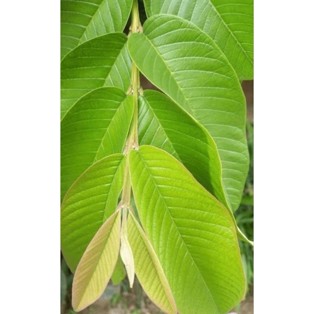 

Daun Jambu Biji | Daun Herbal | Per Lembar