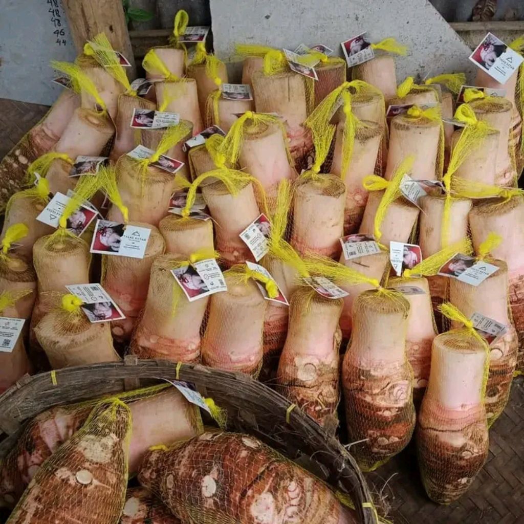 

Umbi Talas Pratama Talas Bogor Asli Pulen Talas Ketan