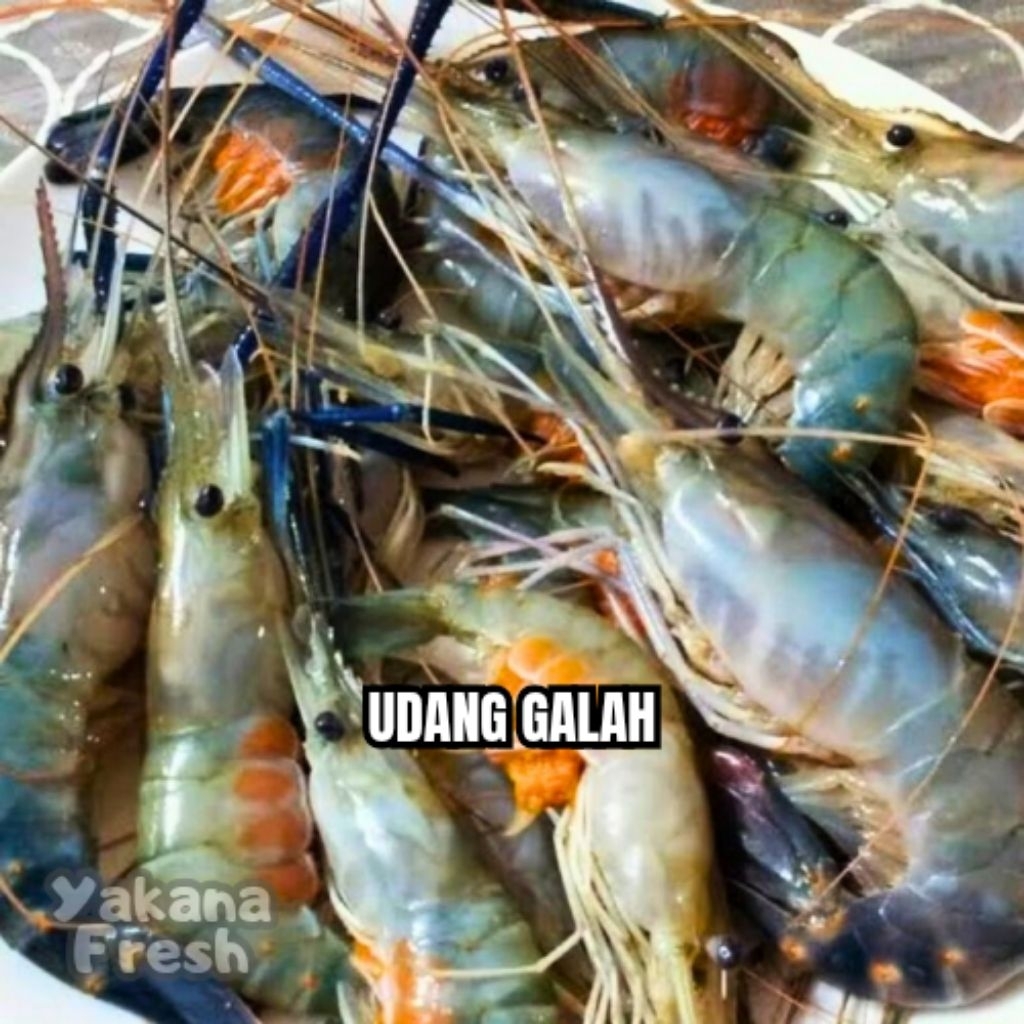 

Udang Galah Segar 500g