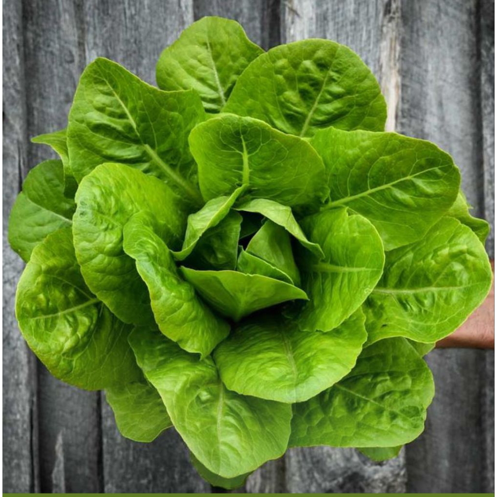 50 Benih Biji Selada Green Romaine