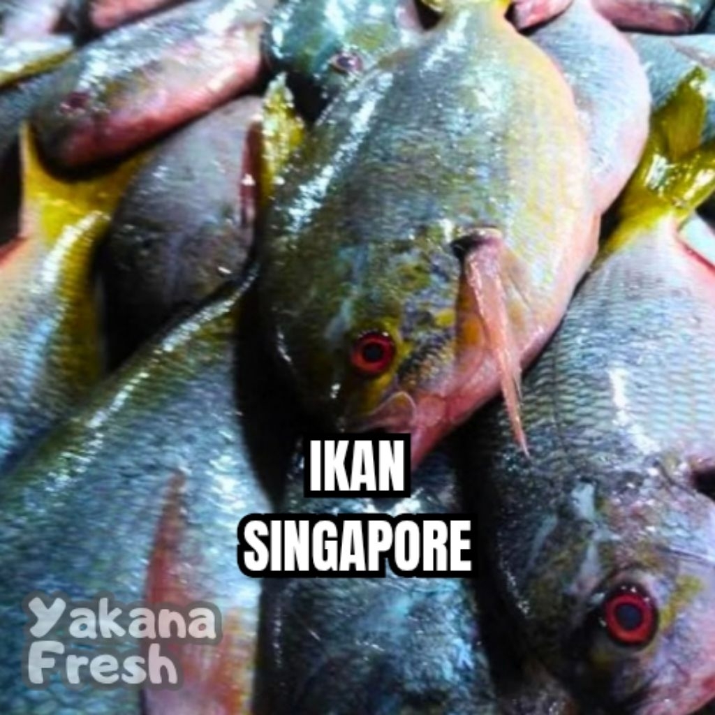 

Ikan Singapore 500g