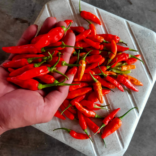 

cabe rawit merah segar dan fress 1000gram
