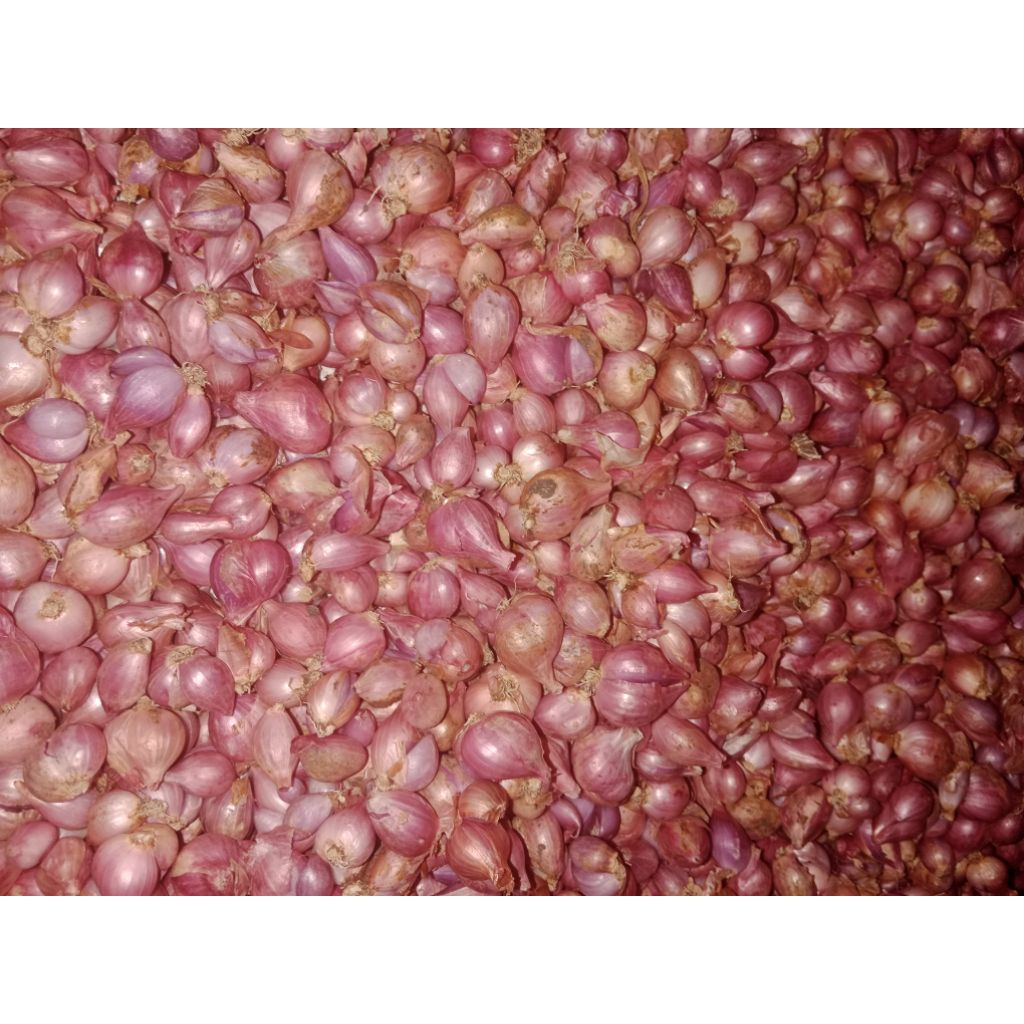 

BAWANG MERAH BESAR