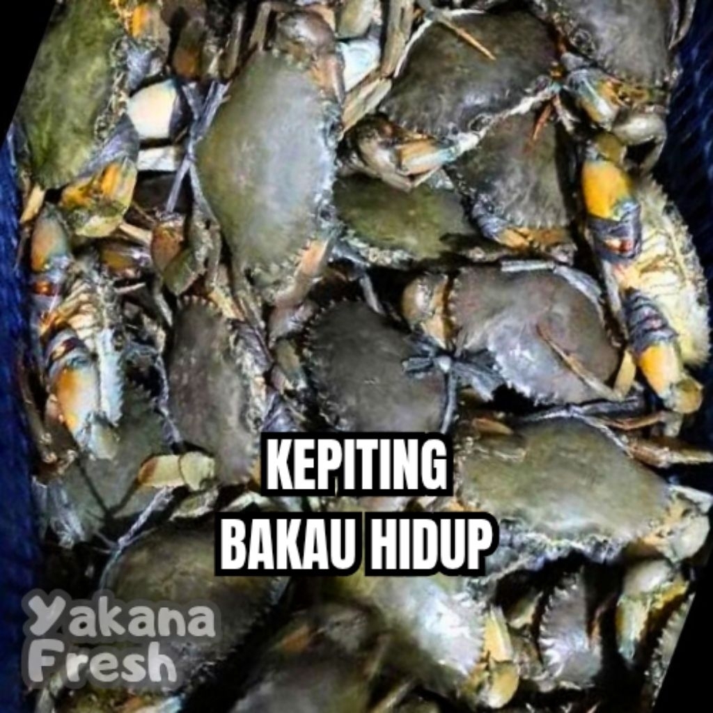 

Kepiting A Bakau Hidup 1kg