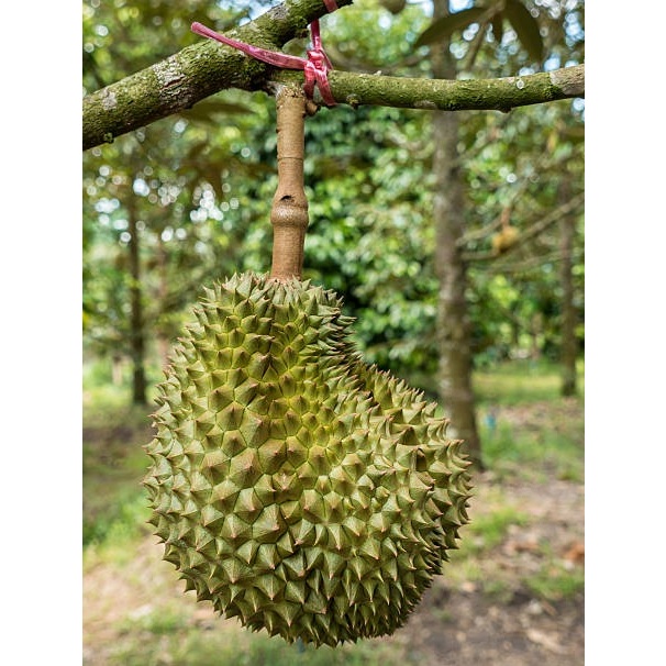 entres / batang atas / mata tunas durian super tembaga