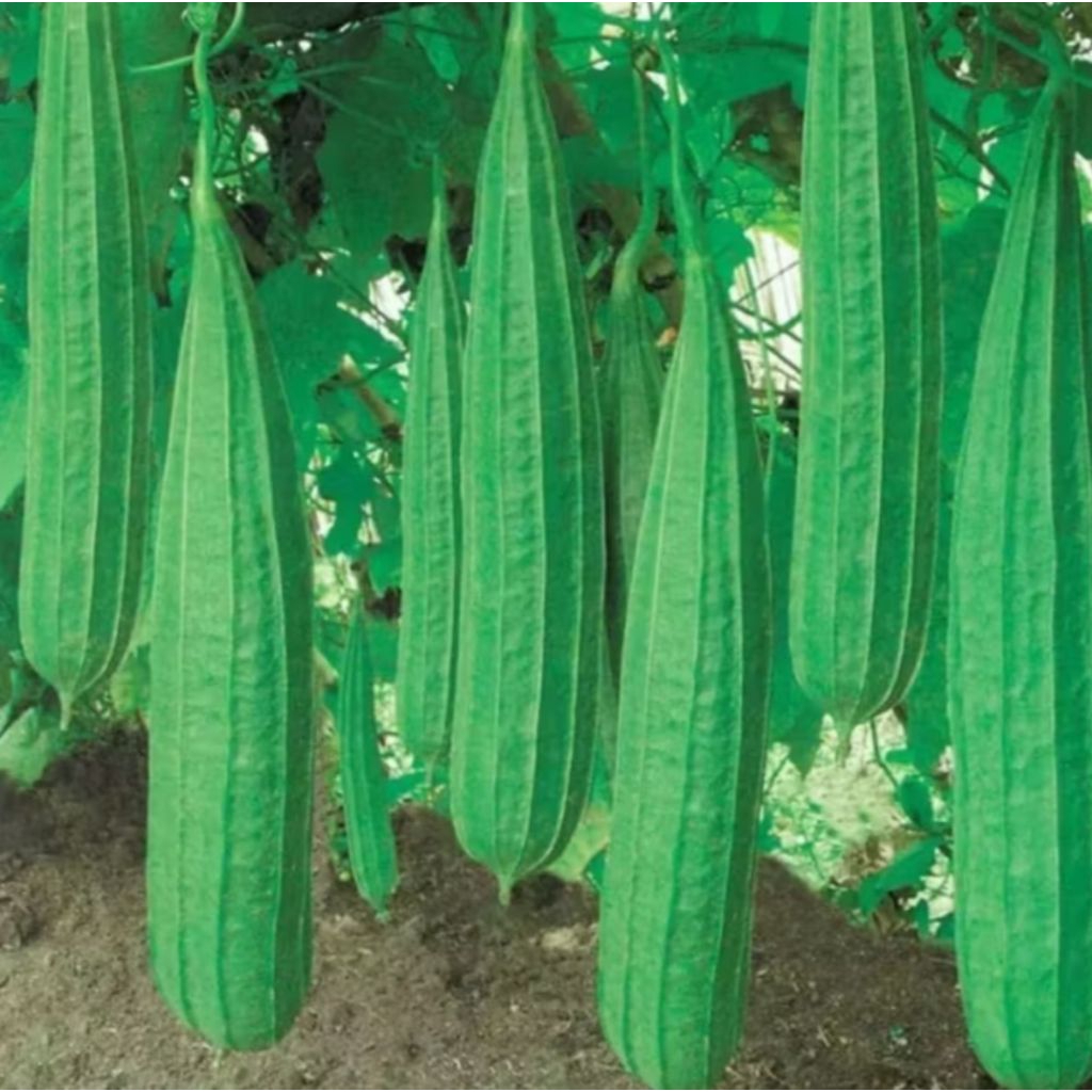 Benih Bibit Gambas Oyong Panjang Unggulan 30++ Biji