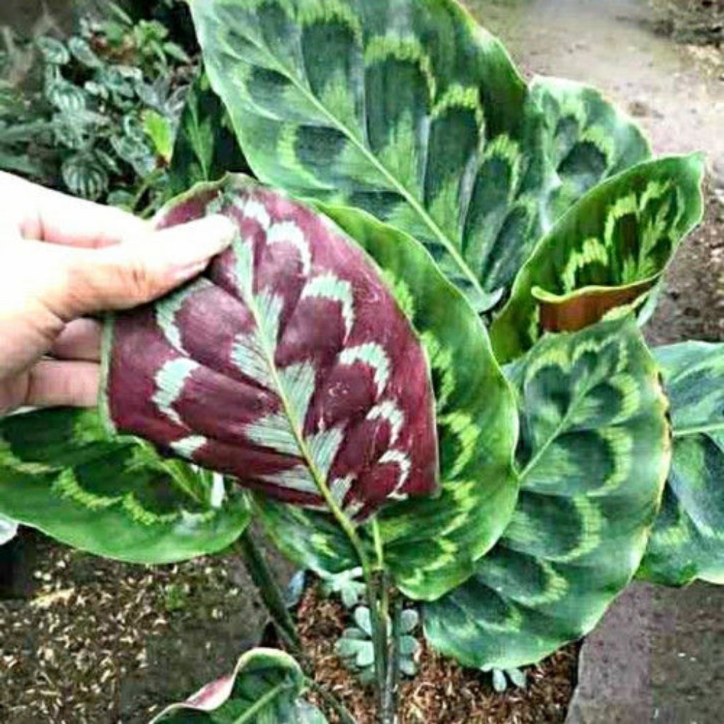 Tanaman Calathea Merak (Peacock Calathea) / Calathea Bulu Merak / Peacock Calathea Plants