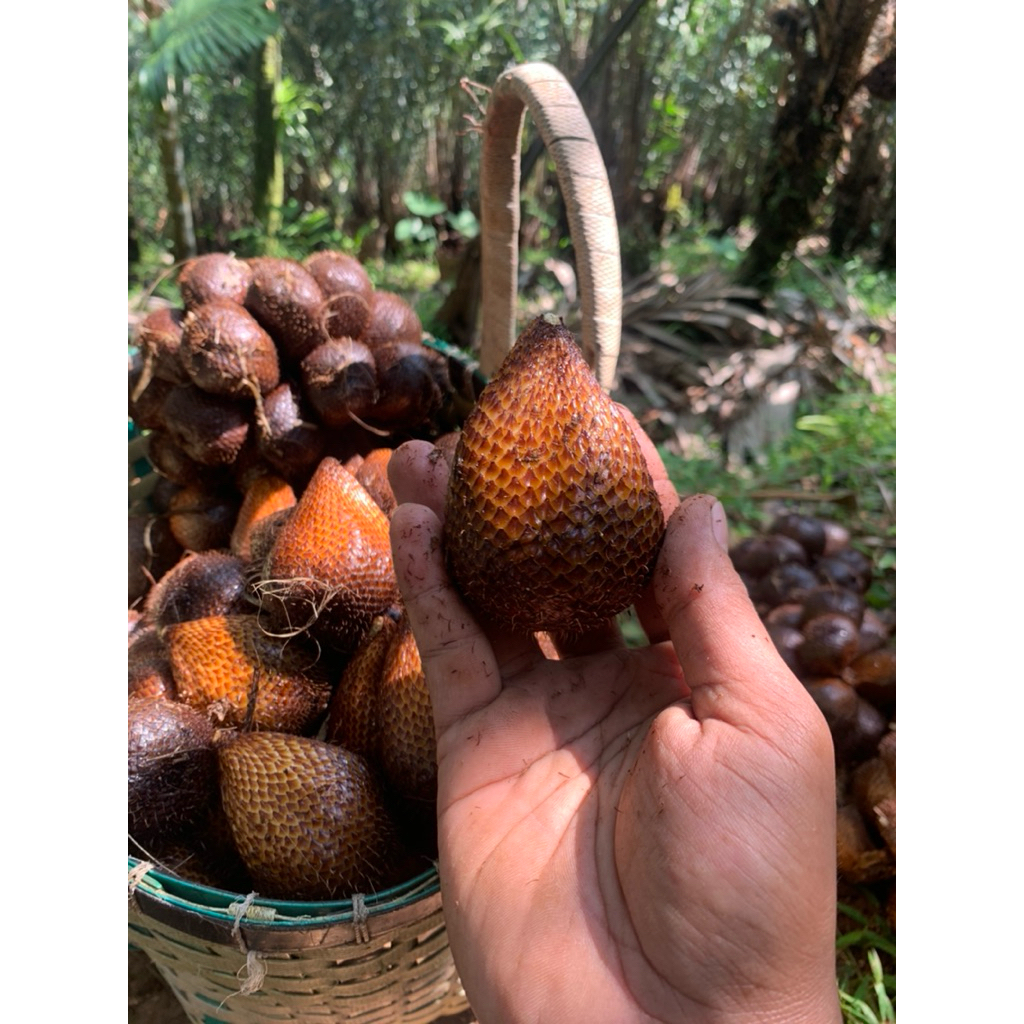 

Salak Pondoh Buah Salak Fresh Pondoh Grade A Organik Manis 1kg isi 15-20