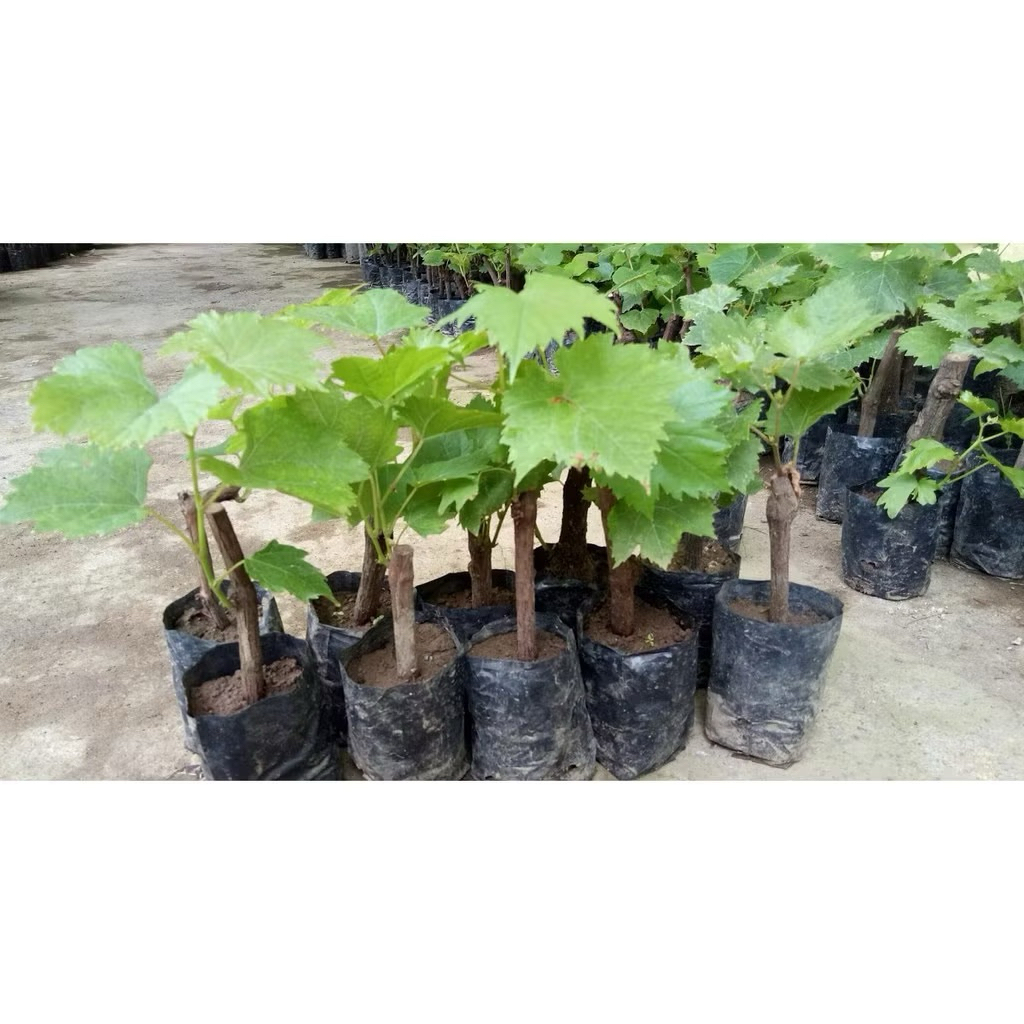 ( PROMO ) Bibit pohon anggur siap tanam - Pohon buah anggur
