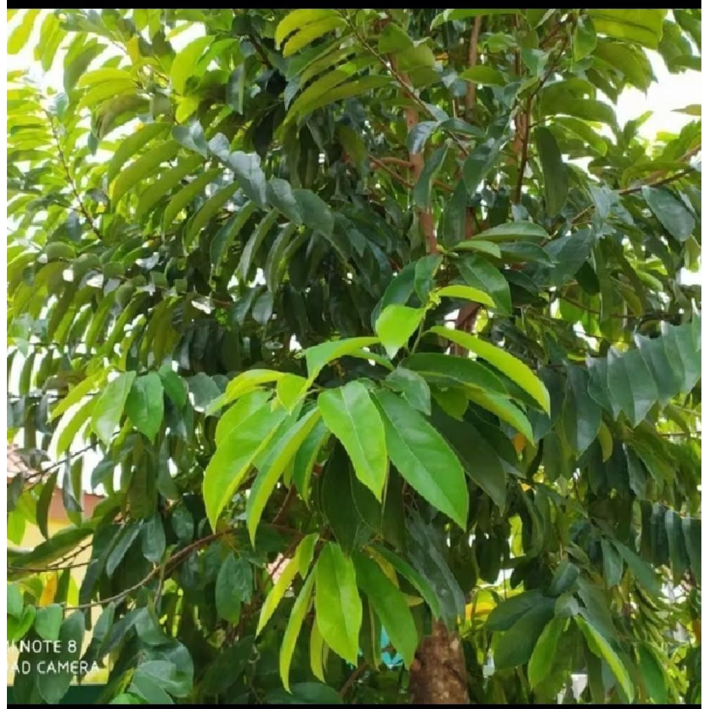 

ready daun sirsak segar Fres lembar100biji