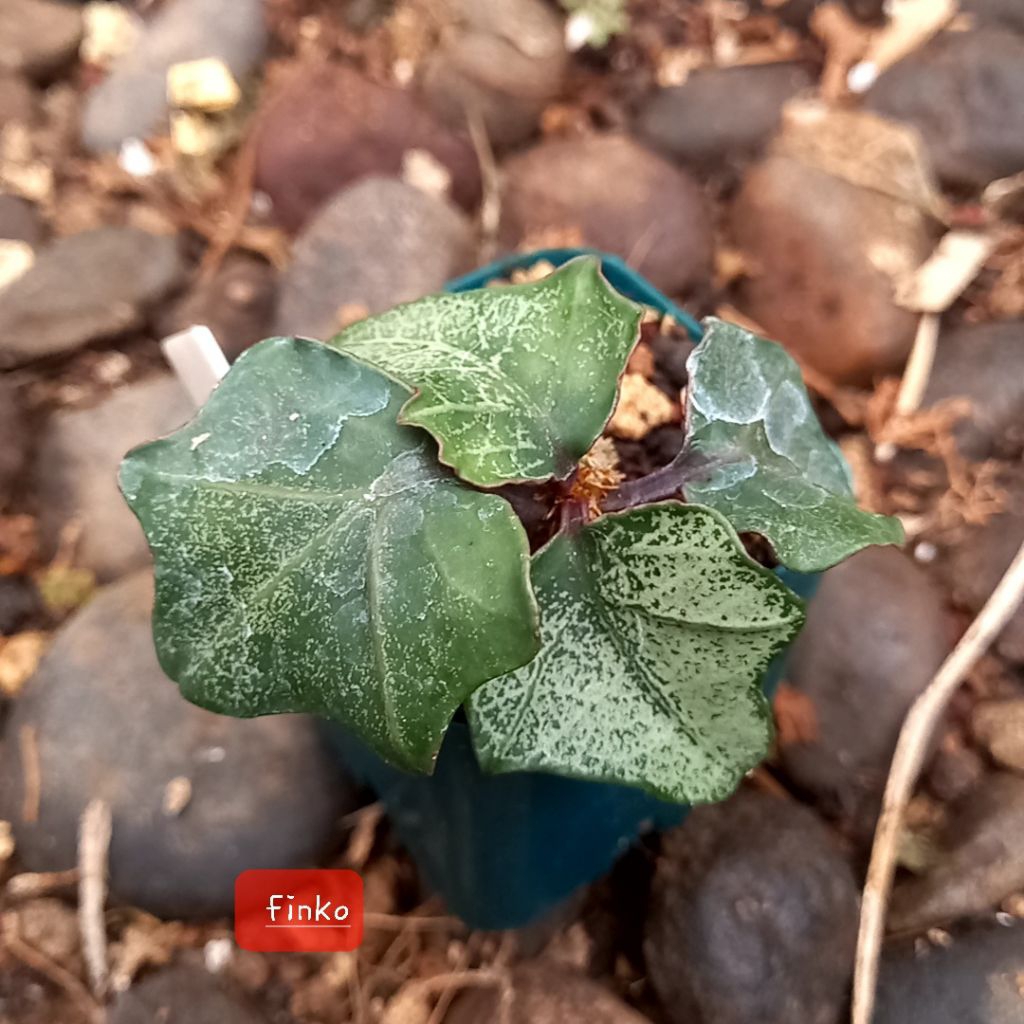 euphorbia francoisii hybrid maple leaf (05)