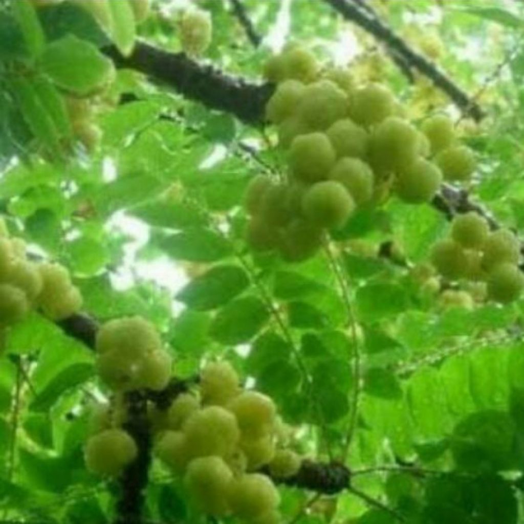 

Daun ceremai segar fres 1kg