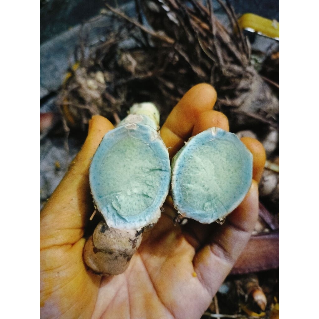 

Temu ireng kupas kering Premium